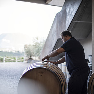 Experience the winery during harvest season