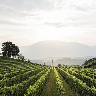 Fascination Pinot Blanc