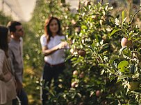 Apple tour at the Leitnhof