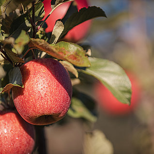 The world of  apples