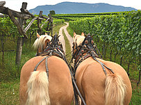 Wine carriage ride