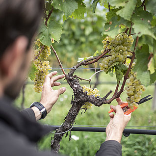 Wine tasting at the Bergmannhof family vineyard