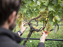 Wine tasting at the Bergmannhof family vineyard